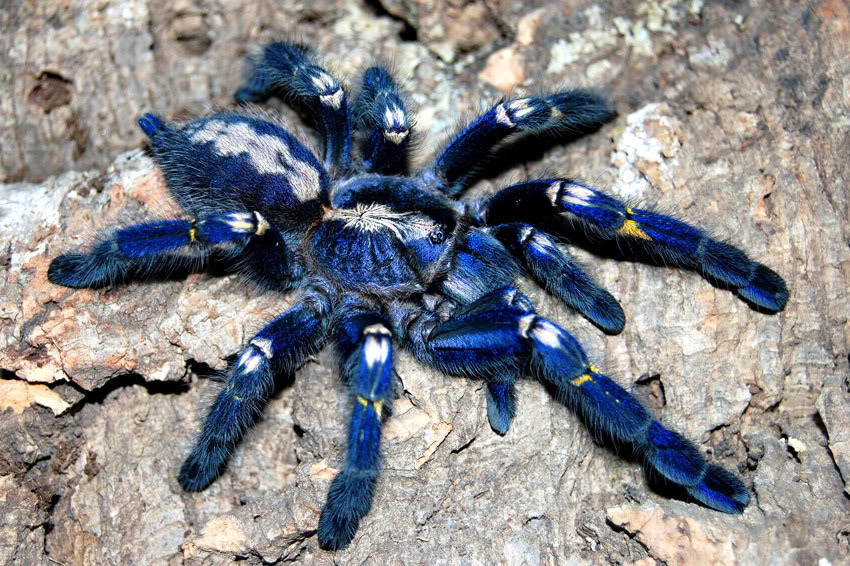 The critically endangered, majestic tarantula Poecilotheria